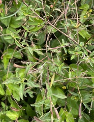 Ludwigia octovalvis