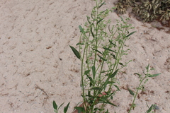 Chenopodium pratericola