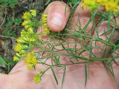 Euthamia caroliniana