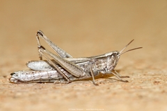 Chorthippus albomarginatus