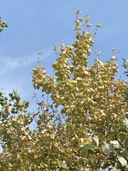 Platanus occidentalis