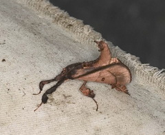 Sacada