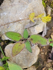 Rudbeckia hirta