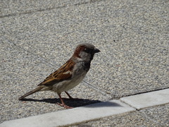 Passer domesticus