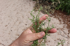 Chenopodium pratericola