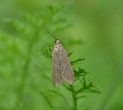 Acompsia cinerella