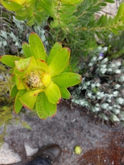 Leucadendron laureolum