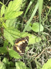 Chlosyne lacinia adjutrix