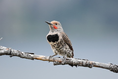 Colaptes auratus cafer