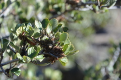 Cercocarpus betuloides