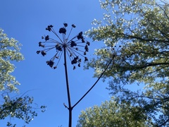 Angelica atropurpurea