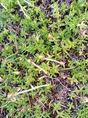 Chevreulia acuminata