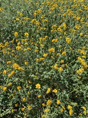 Amblyolepis setigera