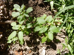 Acalypha ostryifolia