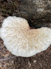 Neolentinus lepideus