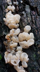 Ductifera pululahuana