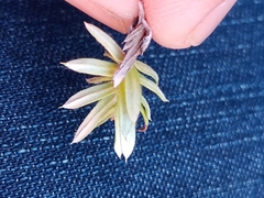 Chevreulia acuminata