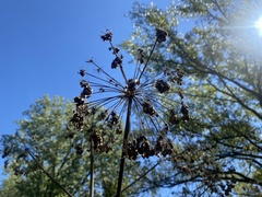 Angelica atropurpurea
