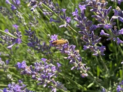 Chauliognathus marginatus