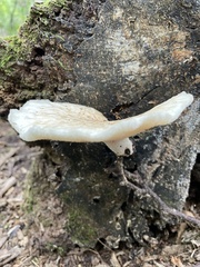 Neolentinus lepideus