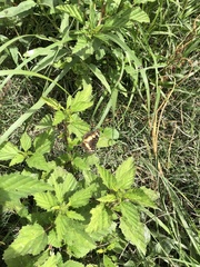 Chlosyne lacinia adjutrix