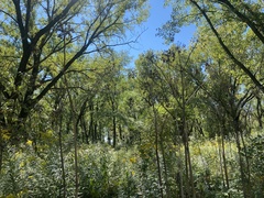 Angelica atropurpurea