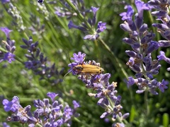 Chauliognathus marginatus
