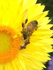 Milichiidae