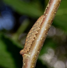 Pechipogo strigilata