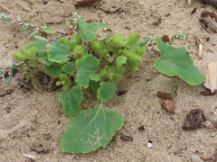 Xanthium orientale italicum