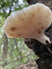 Neolentinus lepideus