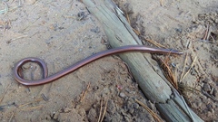 Anguis colchica