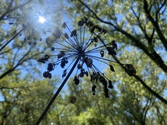 Angelica atropurpurea