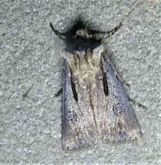 Agrotis