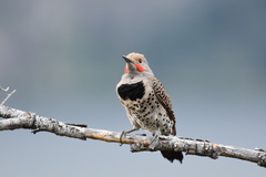 Colaptes auratus cafer