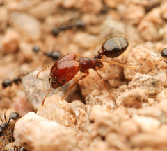 Pheidole xerophila