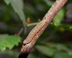 Pechipogo strigilata