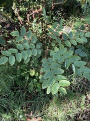 Robinia hispida