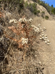 Pseudognaphalium californicum