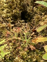 Drosera