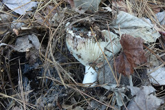 Russula brevipes acrior
