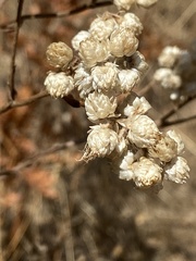 Pseudognaphalium californicum