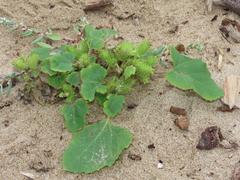 Xanthium orientale italicum