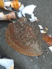 Titanostrombus galeatus