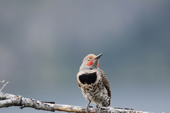 Colaptes auratus cafer