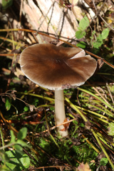 Melanoleuca melaleuca