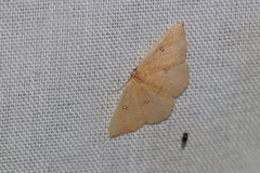 Cyclophora puppillaria