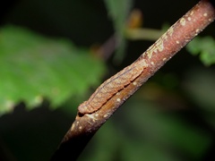 Pechipogo strigilata