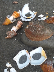 Titanostrombus galeatus