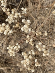 Pseudognaphalium californicum